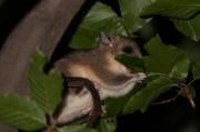 Popielica szara (Glis glis)