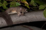Popielica szara (Glis glis)