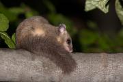 Popielica szara (Glis glis)
