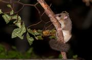 Popielica szara (Glis glis)