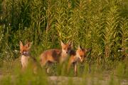 Lis rudy, lis pospolity (Vulpes vulpes)