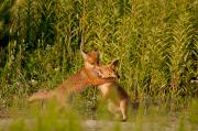 Lis rudy, lis pospolity (Vulpes vulpes)