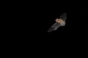 Karlik malutki (Pipistrellus pipistrellus)