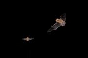 Karlik malutki (Pipistrellus pipistrellus)