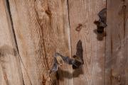 Karlik malutki (Pipistrellus pipistrellus)