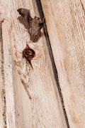 Karlik malutki (Pipistrellus pipistrellus)