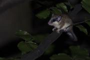 Koszatka (Dryomys)