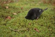 Kret europejski (Talpa europaea)