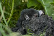 Kret europejski (Talpa europaea)