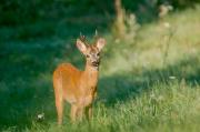 Sarna europejska (Capreolus capreolus)