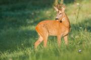 Sarna europejska (Capreolus capreolus)