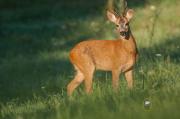 Sarna europejska (Capreolus capreolus)