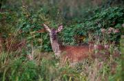 Jeleń szlachetny (Cervus elaphus)