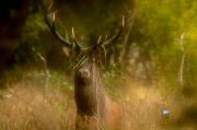 Jeleń szlachetny (Cervus elaphus)