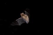 Karlik malutki (Pipistrellus pipistrellus)