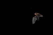Karlik malutki (Pipistrellus pipistrellus)