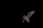 Karlik malutki (Pipistrellus pipistrellus), fotografia przyrodnicza Robert Bijas