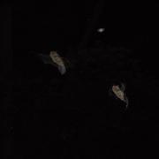 Karlik malutki (Pipistrellus pipistrellus)
