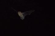 Karlik malutki (Pipistrellus pipistrellus)
