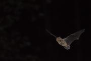 Karlik malutki (Pipistrellus pipistrellus)