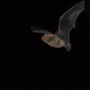 Karlik malutki (Pipistrellus pipistrellus)