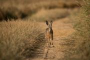 Zając szarak, (Lepus europaeus) fotografia przyrodnicza Robert Bijas, fotografia przyrodnicza