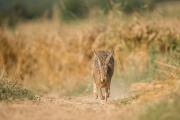 Zając szarak, (Lepus europaeus) fotografia przyrodnicza Robert Bijas, fotografia przyrodnicza
