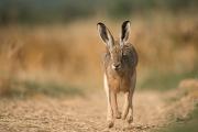 Zając szarak, (Lepus europaeus) fotografia przyrodnicza Robert Bijas, fotografia przyrodnicza