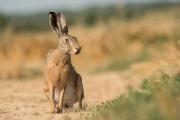 Zając szarak, (Lepus europaeus)