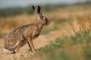 Zając szarak, (Lepus europaeus) fotografia przyrodnicza Robert Bijas,