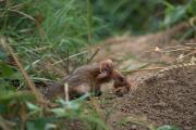 Chomik europejski, Cricetus cricetus, Fotografia przyrodnicza Robert Bijas