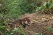 Chomik europejski, Cricetus cricetus