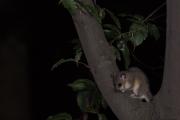 Popielica szara Glis glis,