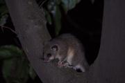 Popielica szara Glis glis,