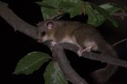 Popielica szara Glis glis