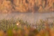 Łęczak, brodziec leśny, trawnik (Tringa glareola)