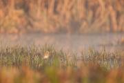 Łęczak, brodziec leśny, trawnik (Tringa glareola)