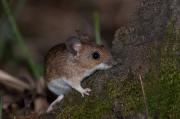 Myszarka leśna, mysz leśna (Apodemus flavicollis)