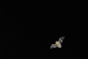 Karlik malutki (Pipistrellus pipistrellus)