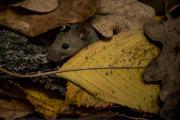 Mysz domowa (Mus musculus)