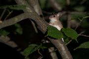 Myszarka leśna, mysz leśna (Apodemus flavicollis)