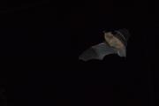 Karlik malutki (Pipistrellus pipistrellus)